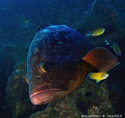 Chromis limbatus demoiselle-Epinephelus marginatus Merou brun Acores St Maria Pedri mha-22m-20170822-Denis-ADER-DSC_9980_tn_tn
